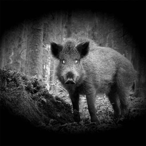 Pard FD1/850 нм цифрлық түнгі көру қондырғысы